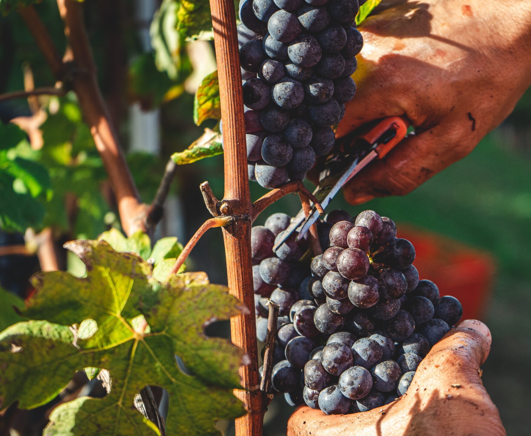 Person picking grapes. This is the start of the sustainable and traceable wine process.