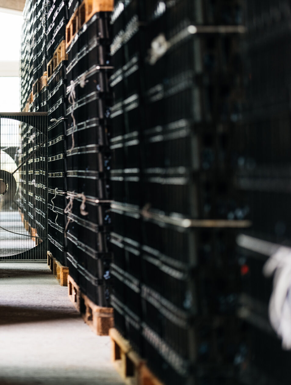 Room in which to sort and cool picked grapes. This is the start of the sustainable and traceable wine process.