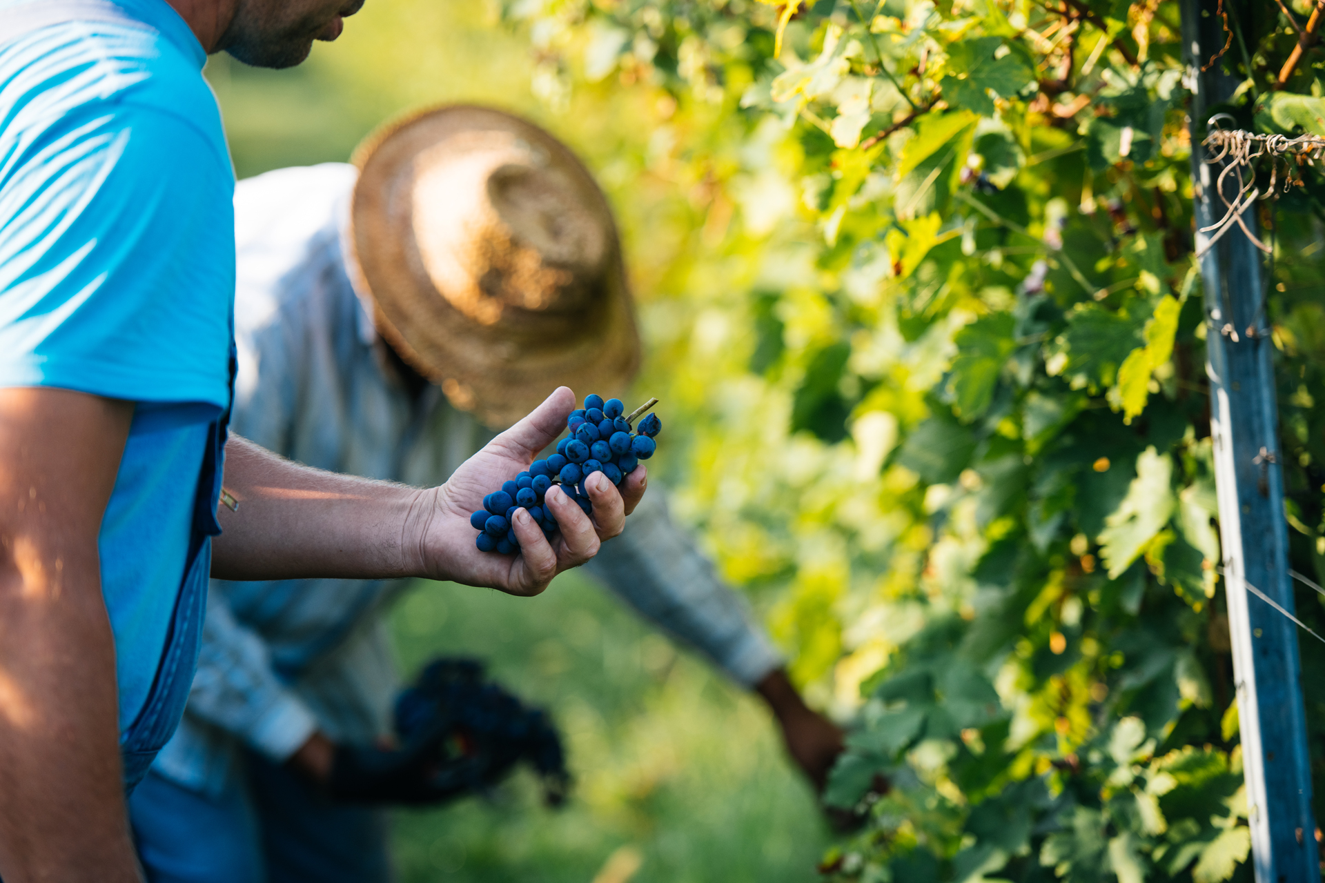 Culture durable de la vigne
